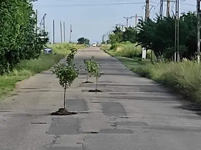 Locuitorii dintr-un sat argeșean au plantat vișini în gropile din drum. Foto  Facebook/Info Trafic Piteşti/Daniela Badea