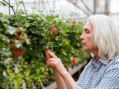 Planta rezistentă la frig, ideală pentru orice colț al casei. Talisman natural ce asigură protecție și noroc - Foto: Freepik (Imagine cu rol ilustrativ)