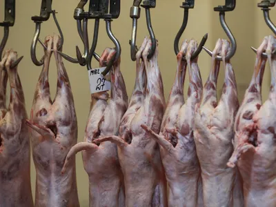 MieieI- nquam Photos /Octav Ganea