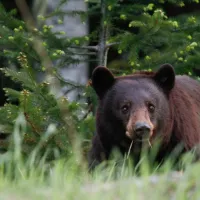 Mesaj RO-alert într-un oraș din țară după ce un bărbat a fost atacat de urs. În ce stare se află? - Foto: Istock / imagine cu rol ilustrativ