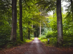 A fost amânat cu un an regulamentul împotriva defrişărilor din Europa. Este o lovitură dură foto: Freepik (fotografie cu caracter ilustrativ)