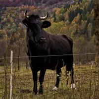 Un bărbat din Neamț a fost rănit grav de un taur. A făcut pe toreadorul și a ajuns la spital - Foto: Freepik.ro (Imagine cu caracter ilustrativ)