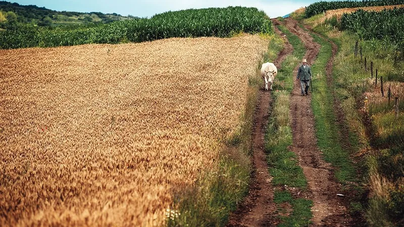 Cu vaca, de la câmp,
în apropierea satului
Bucerdea Vinoasă