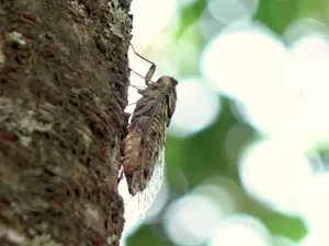 Invazie de cicade în București. Oamenii din Capitală sunt terorizați. Ce pot face insectele? - Foto: Arhiva (imagine cu rol ilustrativ)