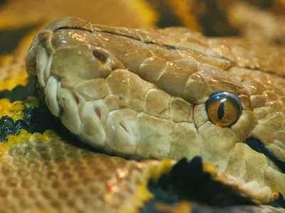 Piton - Foto: Profimedia Images (Imagine cu rol ilustrativ)