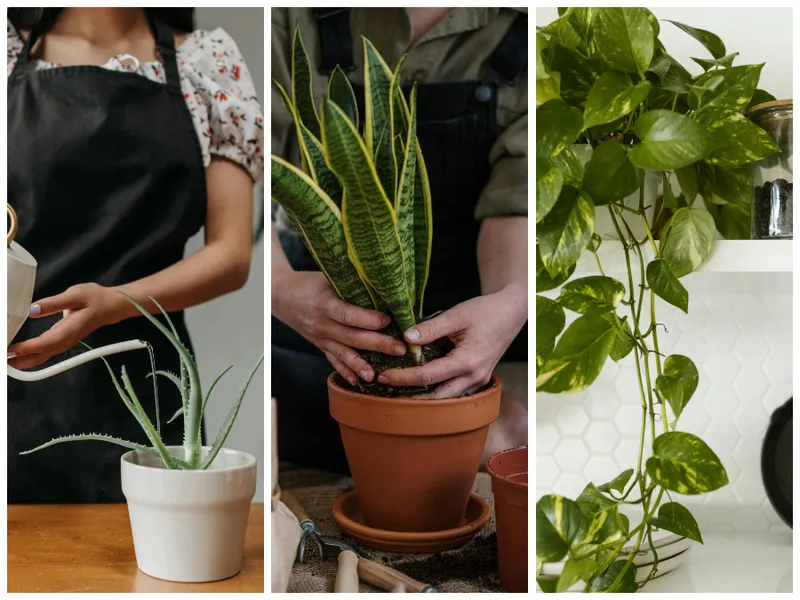 Plante ce purifică gratis aerul din casă. Esențiale dacă stai la oraș. Aer curat fără aparate scumpe - FOTO: Pexels (imagine cu rol ilustrativ)