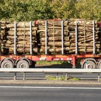 SUMAL 2.0 a scos la suprafaţă cantităţi uriaşe de masă lemnoasă transportate şi procesate ilegal. / Foto: digi24.ro