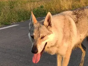 Arya, cățelușa eroină/FOTO: facebook.com