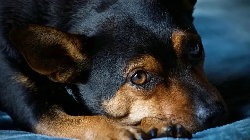 Bucureștenii din Sectorul 3, nevoiți să plătească pentru sterilizarea animalelor de casă - Foto: Pixabay