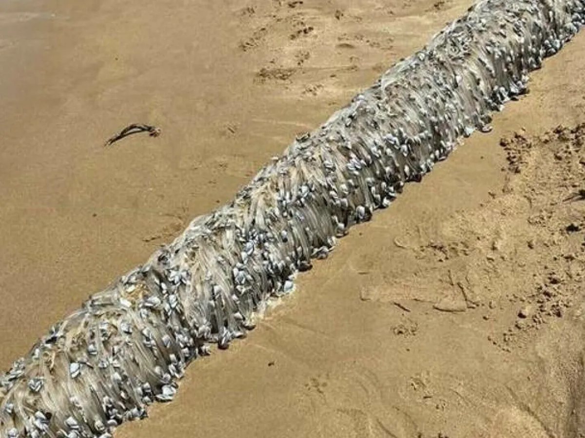 Descoperirea misterioasă făcută de o femeie când se plimba pe plajă. „Nu am mai văzut niciodată așa - Foto: Facebook / imagine cu rol ilustrativ
