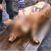 Cât costă un instrument pentru împușcat porcul