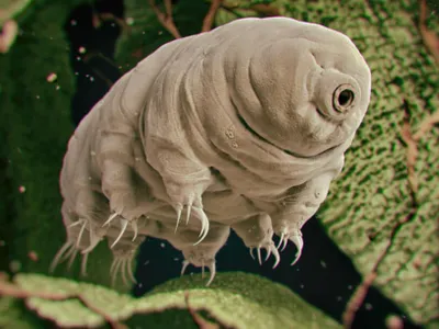 Tardigrade, animale nevertebrate cunoscute şi sub denumirea populară de "ursuleţi de apă". / Foto: olhardigital.com.br