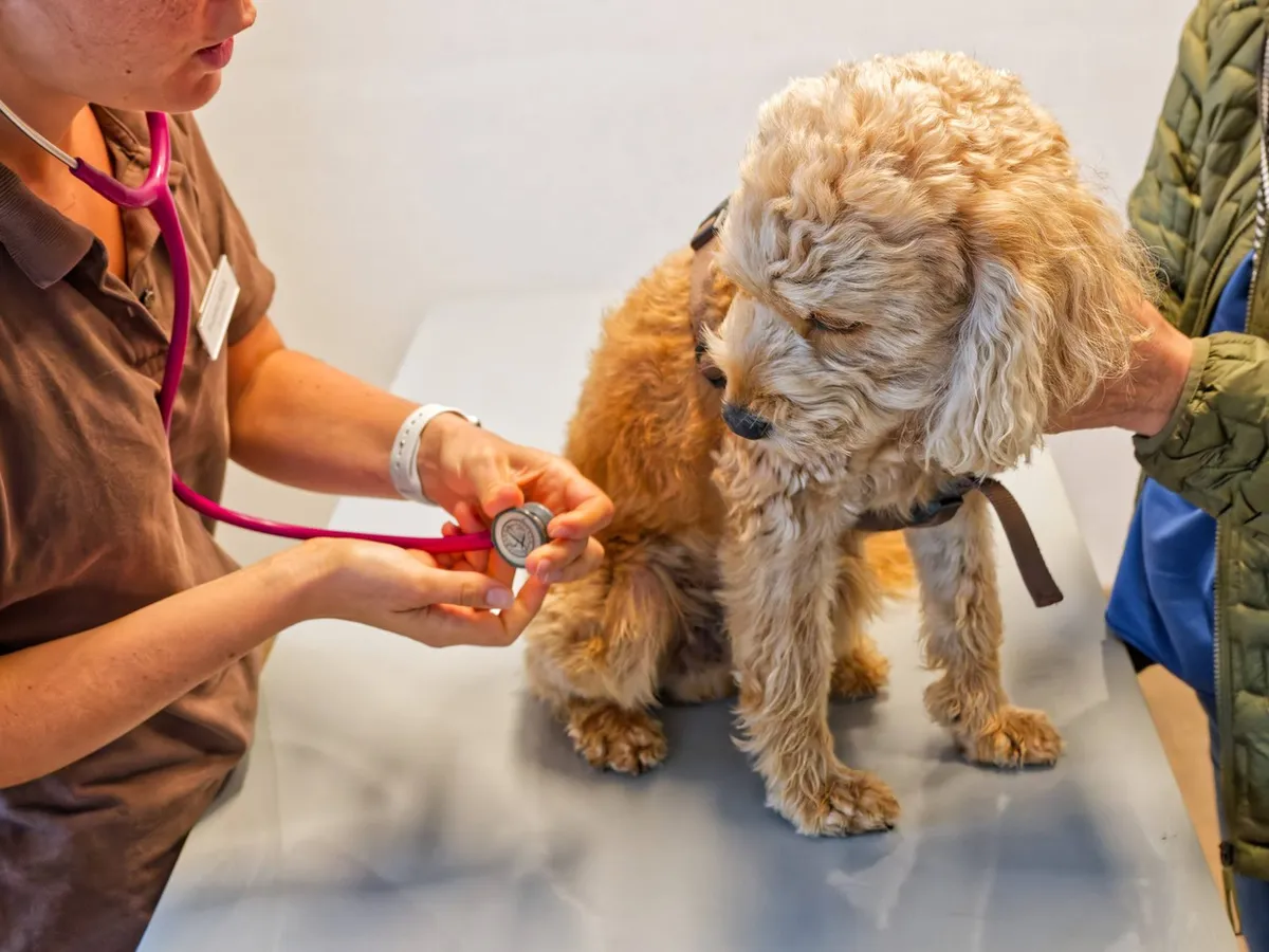 Câine la veterinar - Foto: Profimedia images