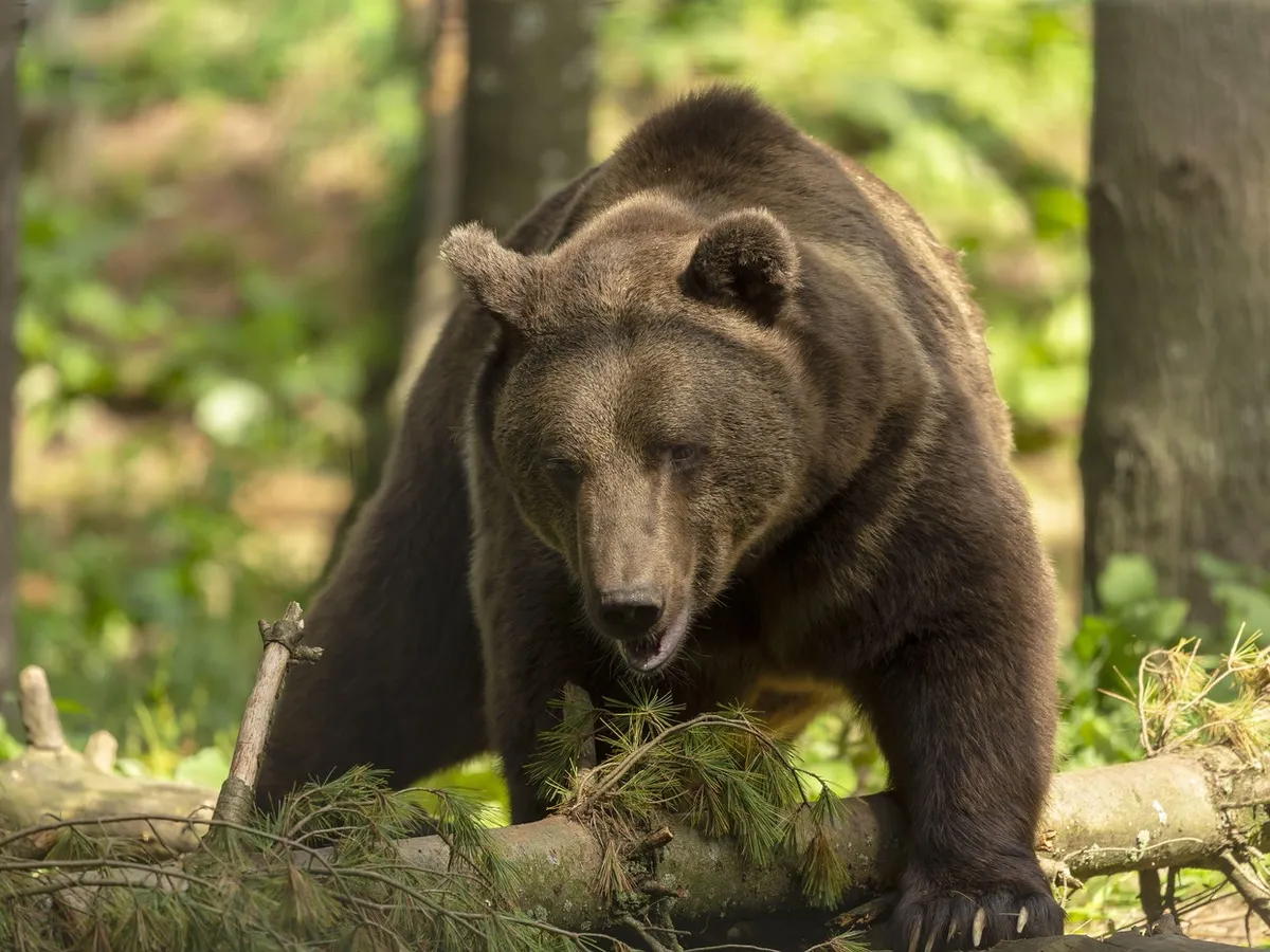 Ce sa faci daca te întâlnești cu ursul în pădure. Mișcarea care te transforma instantaneu în pradă - Foto: Profimedia images