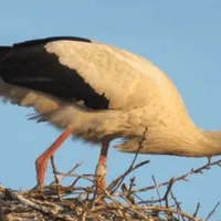 Câţi ani are cea mai bătrână barză din România şi unde trăieşte - Foto: bihorjust.ro