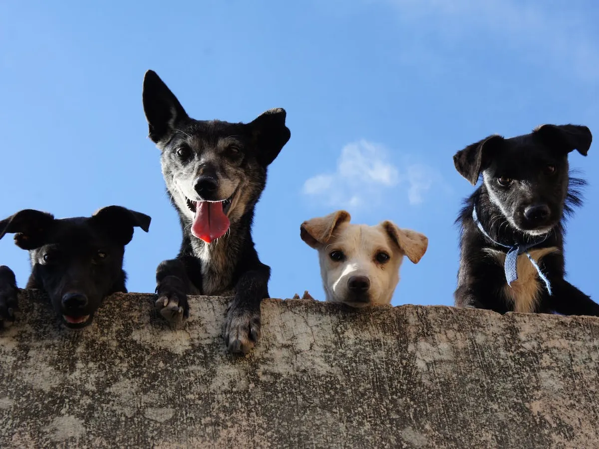 Bucureștenii din Sectorul 3 pot să își sterilizeze și microcipeze gratuit câinii - Foto: pexels.com/Edgar Daniel Hernández Cervantes - Rol ilustrativ