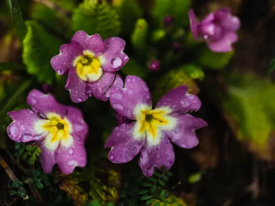 Nemesia Foto: Freepik (imagine cu rol ilustrativ)