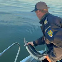 Peste 400 de kilograme de pește confiscate în Deltă. Nici sturionii nu au scăpat de furia pescarilor - Foto: Politia de frontieră