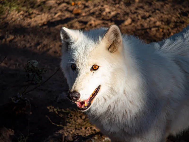 VIDEO Premieră în România. Doi pui de lup arctic s-au născut la grădina zoologică din Oradea - Foto: Profimedia Images (Imagine cu rol ilustrativ)