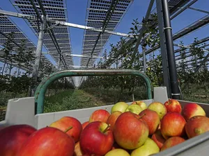 Cum poți pune panouri fotovoltaice și cultiva legume, pe același pământ? Iei și bani de la stat - Foto: Profimedia Images