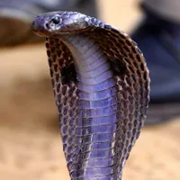 Un șarpe cobra a murit după ce a fost mușcat de un copil de 8 ani. Cum a fost posibil? - FOTO: Profimedia