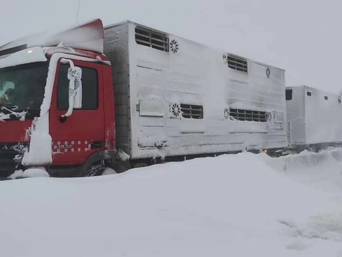 Troiene pe DN2 / Foto: Directia Regionala de Drumuri si Poduri Buzau