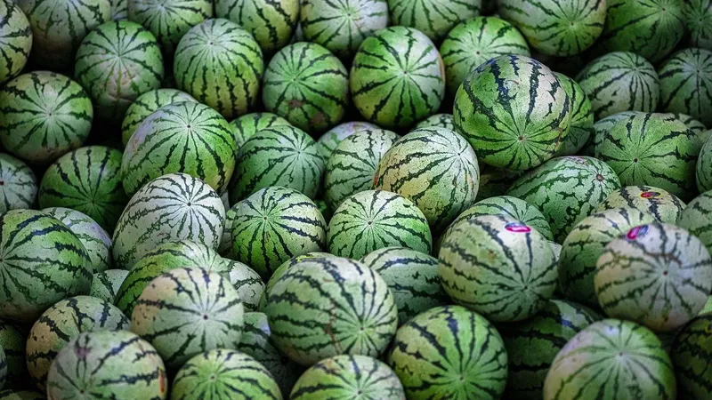 Cât costă pepenii de Dăbuleni?