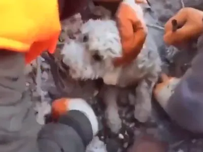 Lacrimi de fericire în ochii unui cățel îngropat până la gât în moloz când vede salvatorii - FOTO: Twitter/NineNewsNancy
