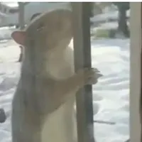 sursă captura tv