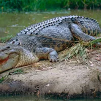 O contabilă a căzut peste un crocodil. De ce a vomitat acesta - Foto: Flickr/Bernard DUPONT