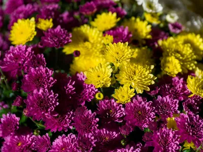 Crizanteme galbene și violet strălucitoare - Foto: Pexels (Imagine cu rol ilustrativ)