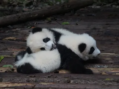 Pui de panda/FOTO: unsplash.com