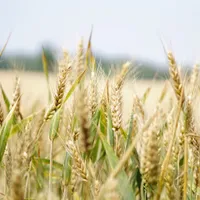 Agricultură- Foto: PEXELS PHOTOS
