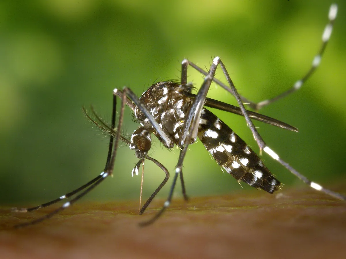 Au apărut noi specii de țânțari și sunt la granița cu România. Înțepătura lor poate produce epidemii Foto: Pexels (fotografie cu caracter ilustrativ)