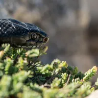 Foto: Starea copilul s-a înrăutățit brusc Sursa: Freepik