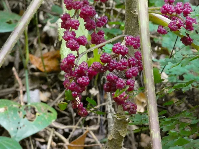Cea mai periculoasă plantă din lume provoacă dureri atroce