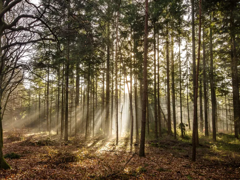 Citește și: Care sunt cele două categorii sociale ale căror pensii se înjumătățesc? Cum au fost păcăliți? Foto: Freepik (fotografie cu caracter ilustrativ)