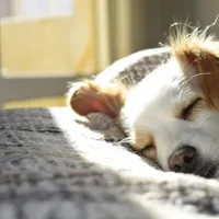 Elevii unei școli din România vor studia despre drepturile și îngrijirea animalelor. Este o premieră Foto: Pexels (fotografie cu caracter ilustrativ)