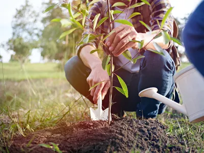 Bărbat care plantează un copac - Foto: Magnific.com (Imagine cu rol ilustrativ)