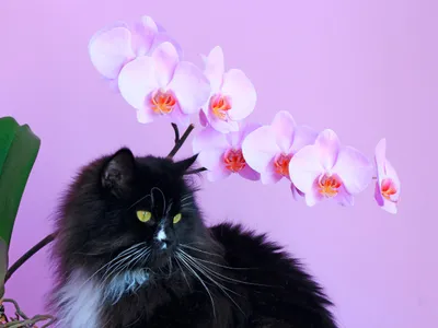 Sunt orhideele sigure pentru câini și pisici? Animalele sunt atrase de gustul și parfumul florilor - Foto: Freepik (Imagine cu rol ilustrativ)