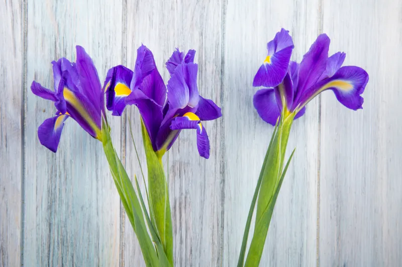 Iris Foto: Freepik (imagine cu rol ilustrativ)
