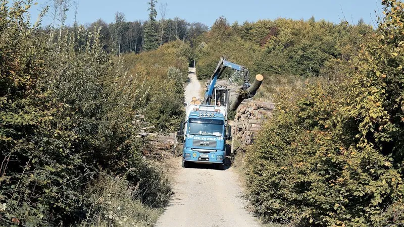 Stivele de lemne stau nepăzite în Austria