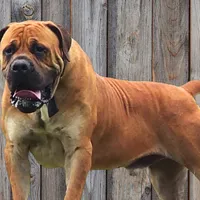 Rasa Boerbull - Foto: captura video