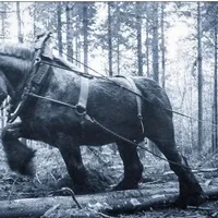 „Mamutul”, calul gigant care cântărea cât un Suzuki. Avea peste 2 metri și era cel mai mare din lume - Foto: Reddit/ Imagine cu caracter ilustrativ