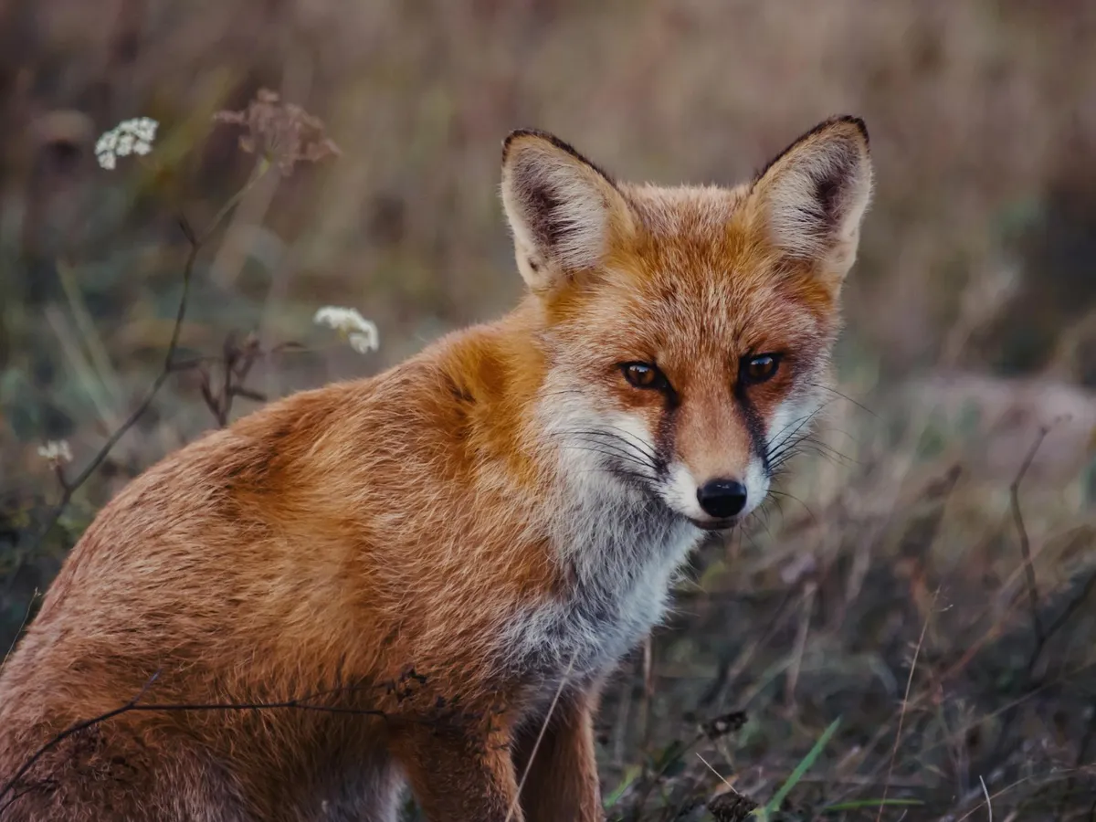Trei vulpi suprinse în centrul Bucureştiului, de camerele de supraveghere ale Muzeului Antipa