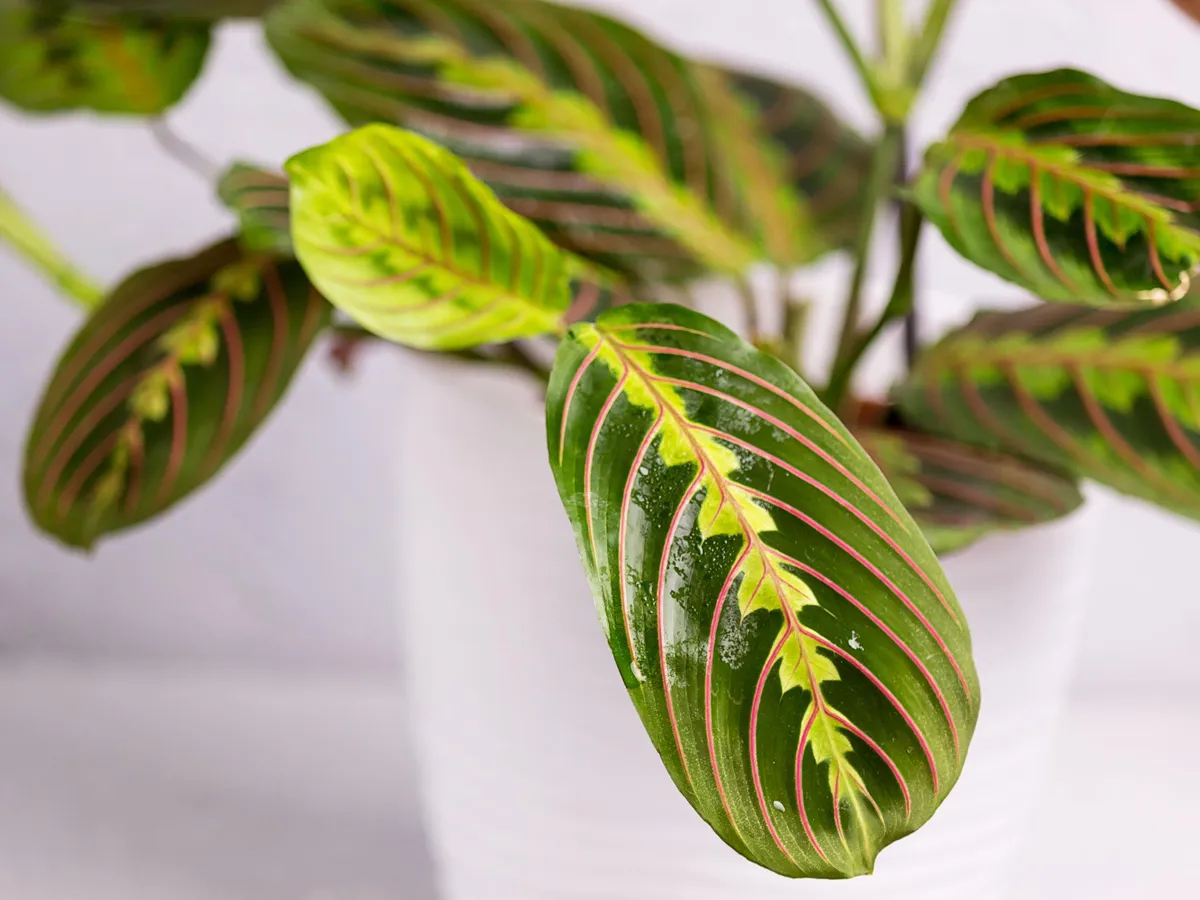 Maranta Leuconeura - Foto: Freepik (Imagine cu rol ilustrativ)