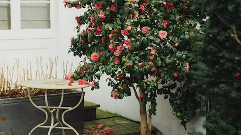Îngrăşământul-minune care face florile să înflorească minunat. Nu costă nimic! - Foto: Pexels/Tatiana