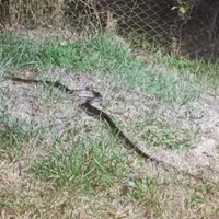Ce a descoperit un bărbat în mașina sa. Când a văzut a chemat jandarmii - Foto: Jandarmeria Romana / imagine cu rol ilustrativ