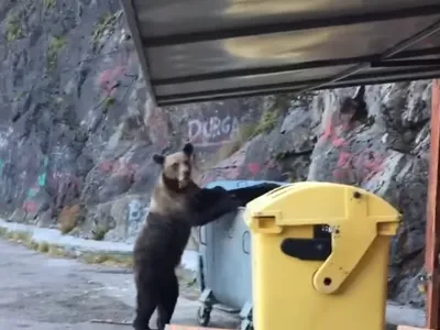 Pubelele cu miros de deodorant țin departe urșii în Râșnov. Ce soluție au găsit autoritățile Foto: Ziar Prahova (fotografie cu caracter ilustrativ)