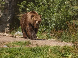 VIDEO Spectacol oferit de un urs în Munții Carpați. A „furat” din apucăturile omului - Foto: Freepik